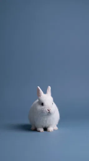 White Dwarf Bunny on Blue Backdrop