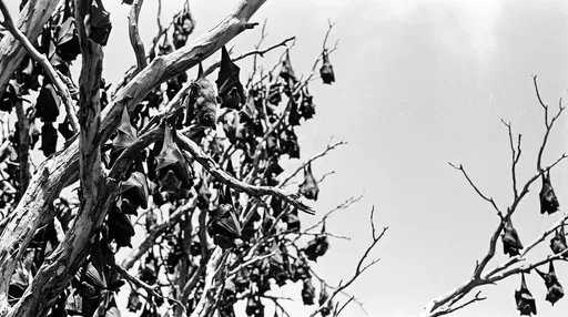 Monochrome Colony of Roosting Flying Foxes