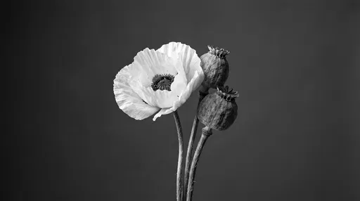 Monochrome Poppy Flower and Seed Pods