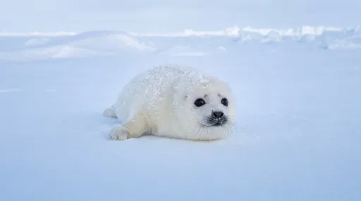 Fluffy Harp Seal Pup on Snow