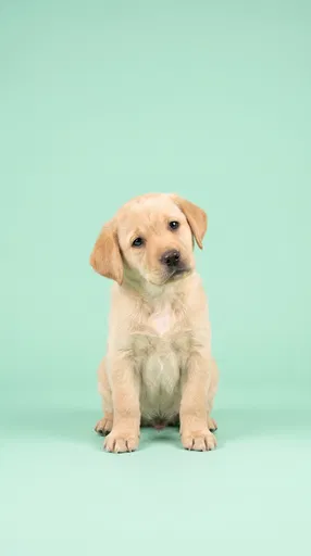 Golden Labrador Puppy on Mint Backdrop