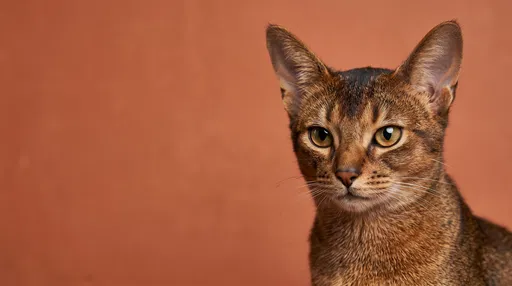 Abyssinian Cat Portrait on Terracotta