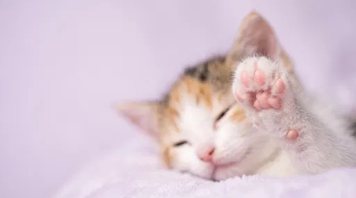 Sleeping Calico Kitten Raising Pink Paw