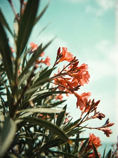 Analog Close-Up of Salmon-Pink Oleander