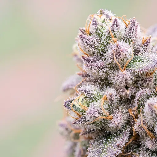 Macro Lavender and Green Cannabis Bud