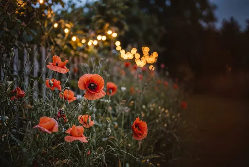 Red Poppies in Twilight Garden