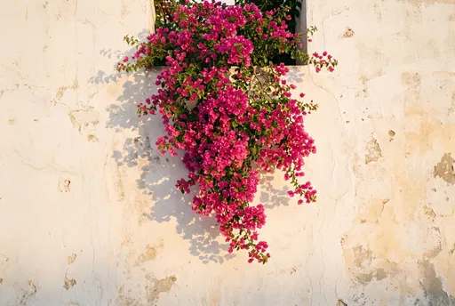 Pink Bougainvillea on Whitewashed Wall