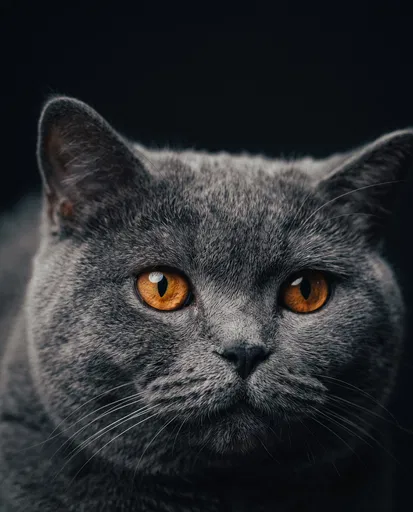 Close-Up Portrait of Grey Shorthair Cat