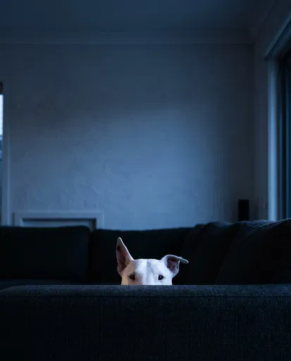 White Bull Terrier Peeking Over Dark Sofa