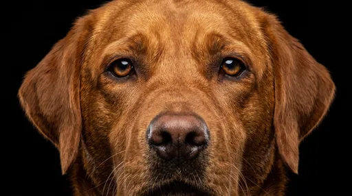 Fox Red Labrador Studio Portrait