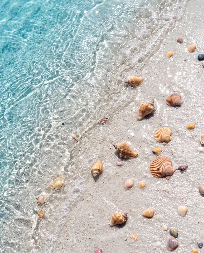 Seashells on Turquoise Water Shoreline