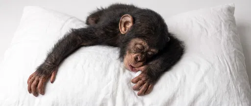 Sleeping Baby Chimpanzee on White Pillow