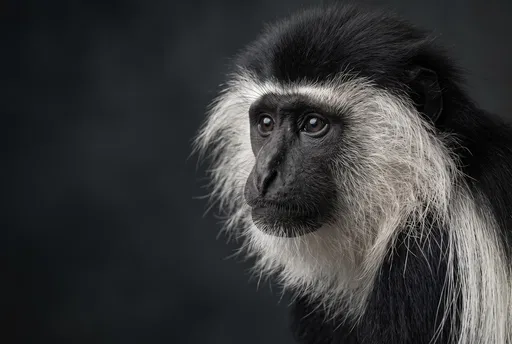 Black and White Colobus Monkey Portrait