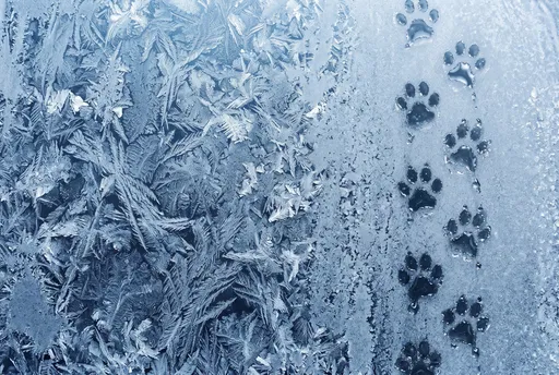 Melted Paw Prints on Frosty Blue Glass