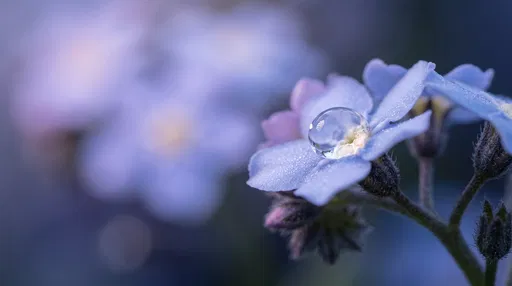 Dewdrop on Blue Myosotis Flower