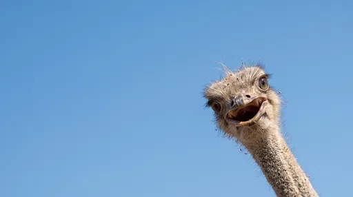 Surprised Ostrich Against Clear Blue Sky