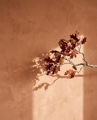 Dried Oak Branch Against Terracotta Wall