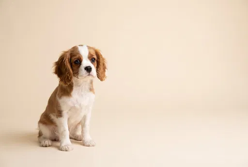 King Charles Spaniel Puppy Studio Portrait