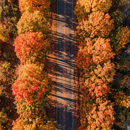 Aerial View of Autumn Forest Road