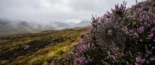 Dewy Spider Web on Highland Heather