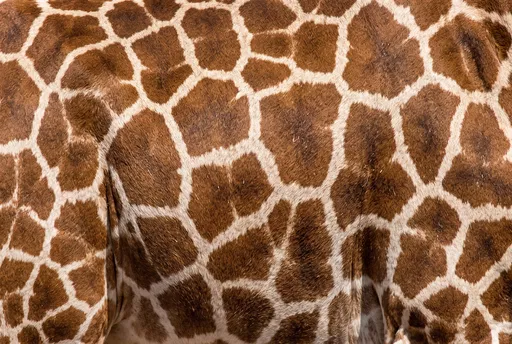 Close-Up of Reticulated Giraffe Fur Pattern