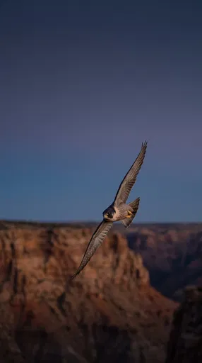 Peregrine Falcon Soaring Over Canyon