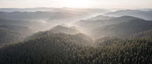 Misty Morning Over Rolling Pine Forest Hills