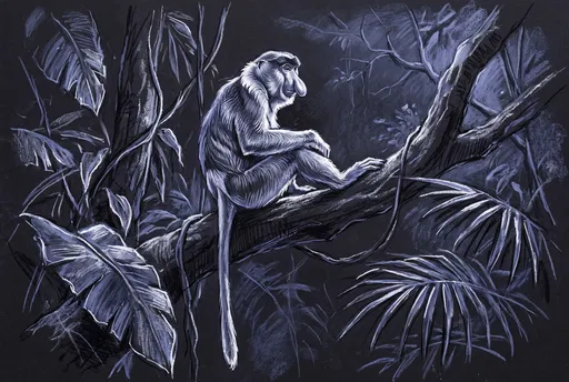 Chalk Drawing of Proboscis Monkey