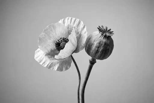 Monochrome Poppy Bloom and Seed Pod