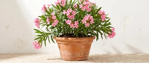 Pink Oleander Plant in Terracotta Pot