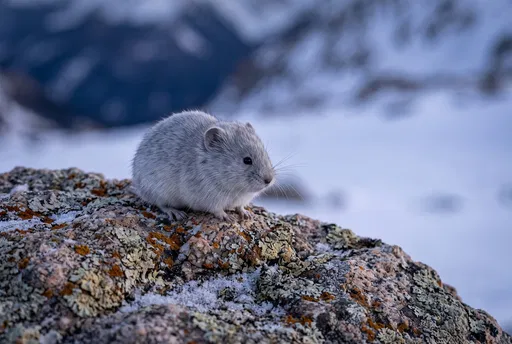 Grey Snow Vole on Lichen Rock