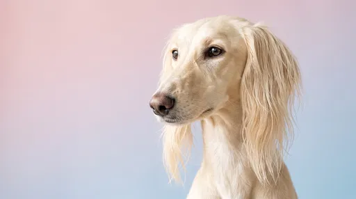 Cream Saluki Portrait on Pastel Background