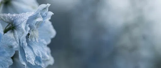 Ice-Blue Delphinium Macro With Copy Space