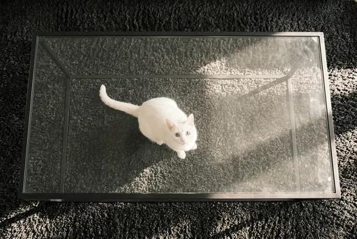 White Cat Under Glass Coffee Table