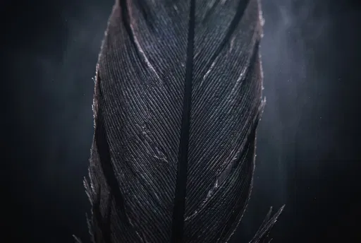 Macro Close-Up of Black Feather