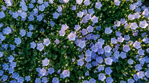 Overhead View of Blooming Blue Bellflowers