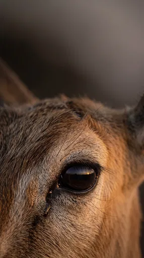 Macro Close-Up of Gazelle Eye
