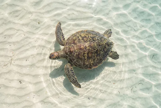 Sea Turtle in Shallow Clear Water