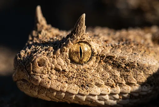 Macro Close-Up of Horned Desert Viper
