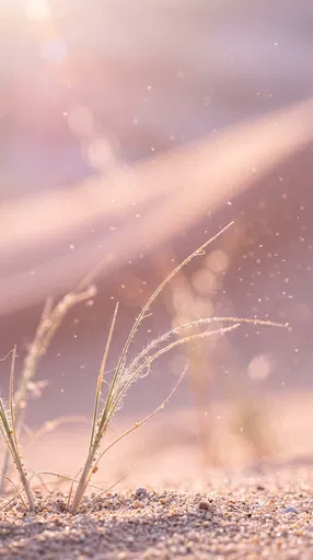 Backlit Desert Grass in Pastel Haze