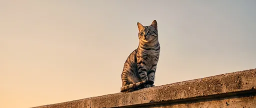 Gray Tabby Cat on Concrete Ledge