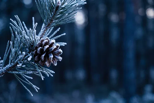 Frosty Pine Branch at Blue Hour