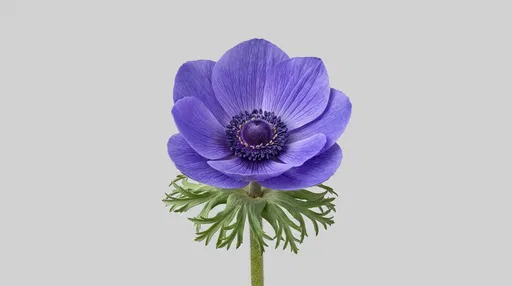 Centered Blue Violet Anemone Flower
