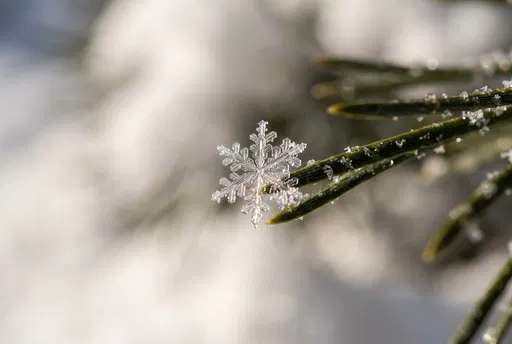 Macro Snowflake on Pine Needle