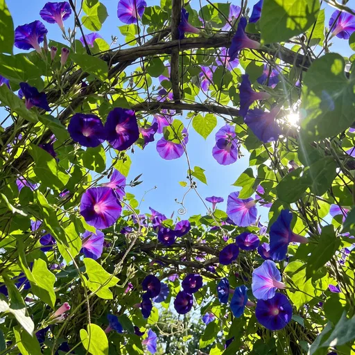 Purple Morning Glories on Wooden Archway