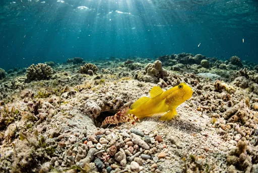 Yellow Goby and Pistol Shrimp on Reef