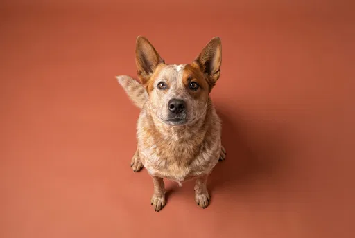 Overhead Studio Portrait of Red Heeler