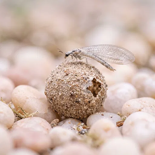 Adult Antlion Perched on Sand Cocoon