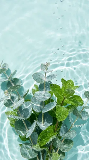 Eucalyptus and Mint Submerged in Water