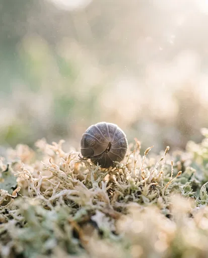 Curled Roly-Poly Bug on Pale Moss